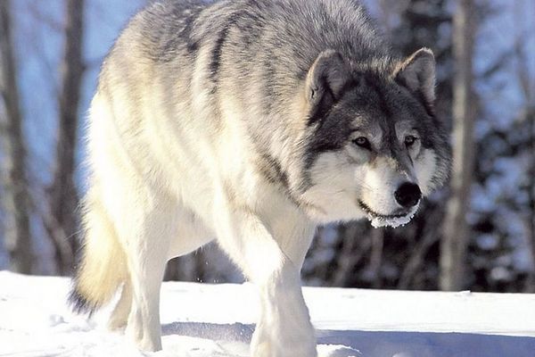 В Словакии запретили проводить охоту на волков