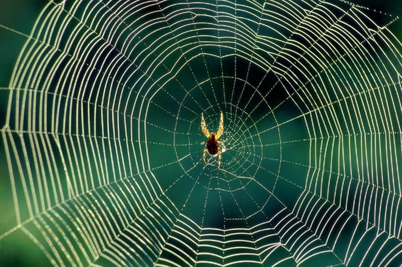 Ученые раскрыли удивительный секрет паутины