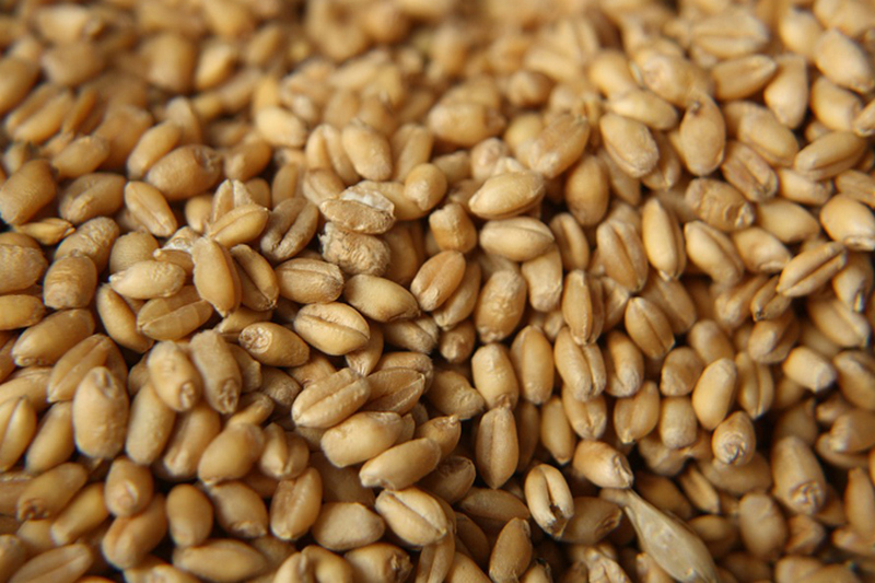 Названы объемы экспорта украинской пшеницы в рамках будущего меморандума