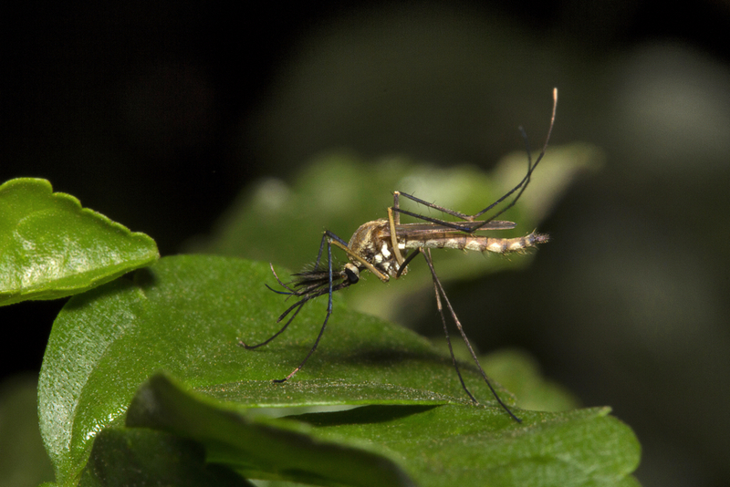 Жара в Европе: в Финляндии исчезли комары