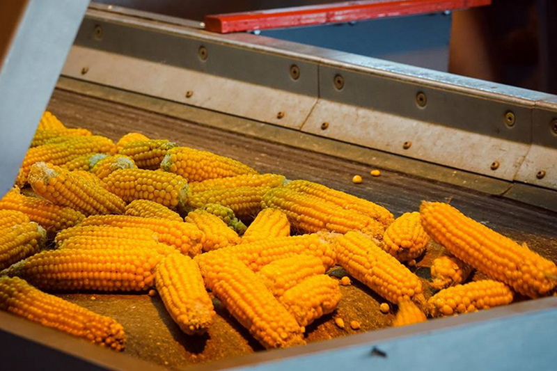 Завод LNZ Group по производству семян кукурузы вышел на полную мощность