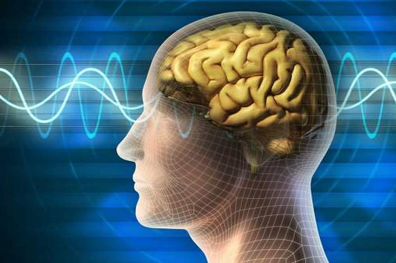 Ученые сумели «скрестить» три человеческих мозга