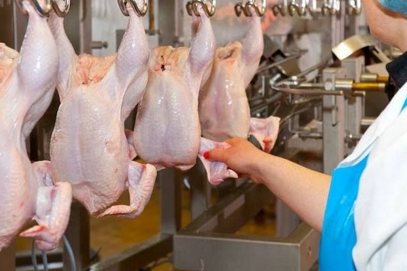 США увеличивают производство курятины