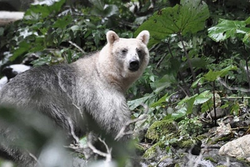 Медведи-мутанты появились в России: что говорят ученые