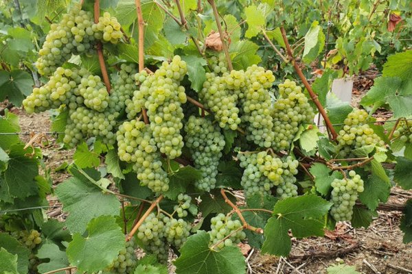 Во Франции стартует сбор винограда: в Шампани прогнозируют урожайный год