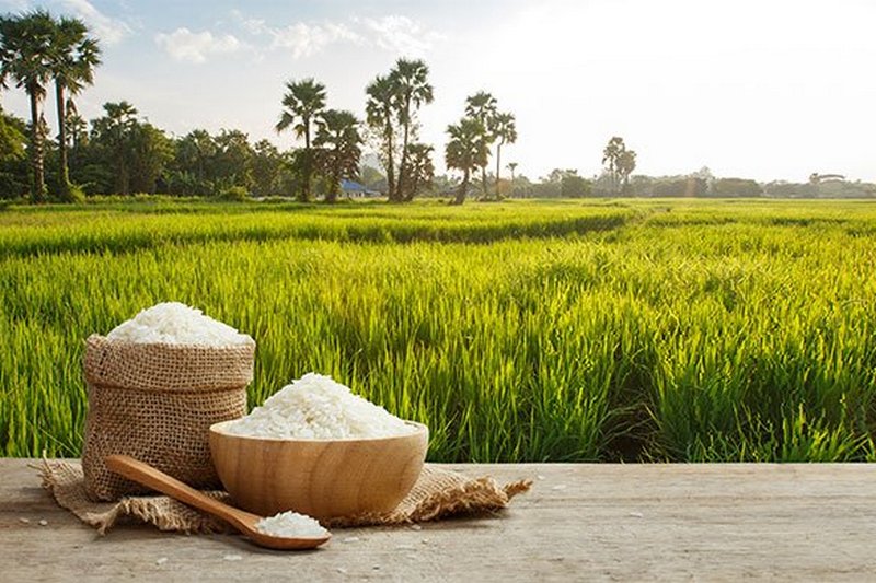 Глобальное потепление влияет на рис: он накапливает больше мышьяка из почвы. Новое исследование