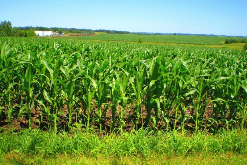 Украина не увеличивает посевы кукурузы, несмотря на рост ее цены - Bloomberg