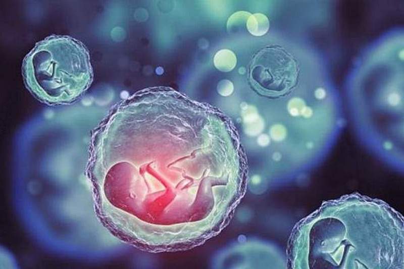 Создан первый эмбрион для будущих клонов человека