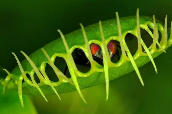 Биологи выяснили, откуда у растения-мухоловки память