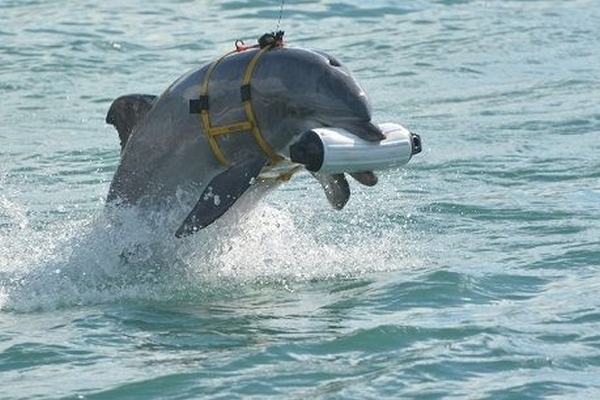 Северная Корея милитаризует дельфинов, - Fox News