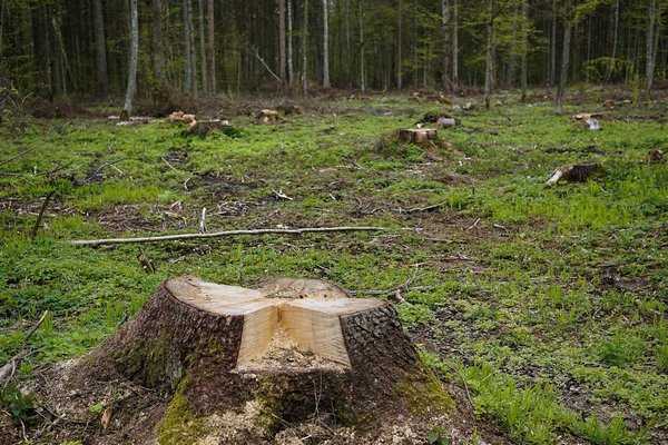 Вырубка лесов в Карпатах привела к серьезной угрозе