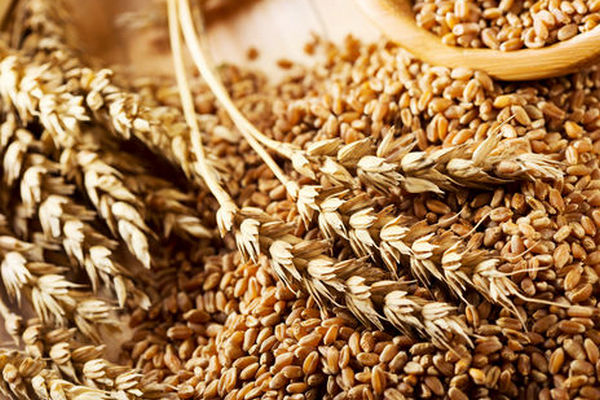 В Украине собраный урожай зерновых превышает потребности внутреннего рынка в три раза – Минэкономразвития