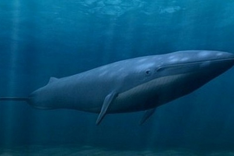 В океане все больше китов без хвоста. И в этом виноваты люди