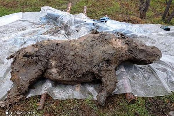 В Якутии в вечной мерзлоте нашли шерстистого носорога