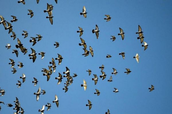 В Чехии около 1 миллиона птиц ежегодно гибнет из-за столкновения со стеклянными фасадами домов