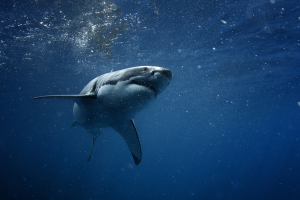 Число акул в мире начало сокращаться