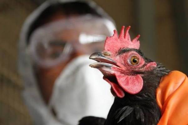 Из-за птичьего гриппа в Запорожской области проверяют птицефабрики