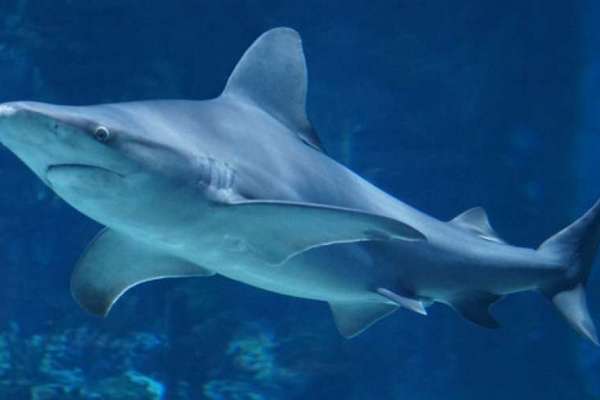 Самую большую светящуюся акулу обнаружили биологи