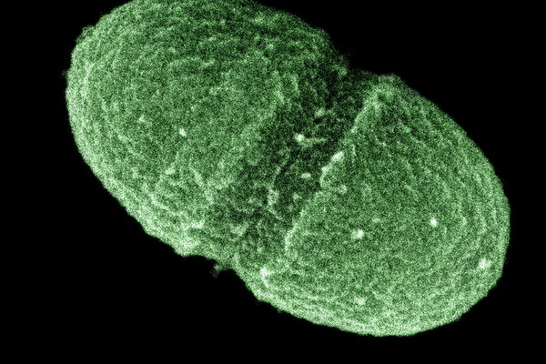 Ученые создали карту эволюции больничной супербактерии