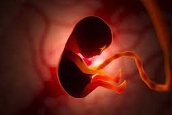 Австралийцы создали из клеток кожи модель эмбриона человека