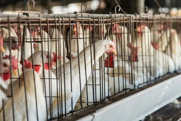 В Болгарии избавляются от польской курятины