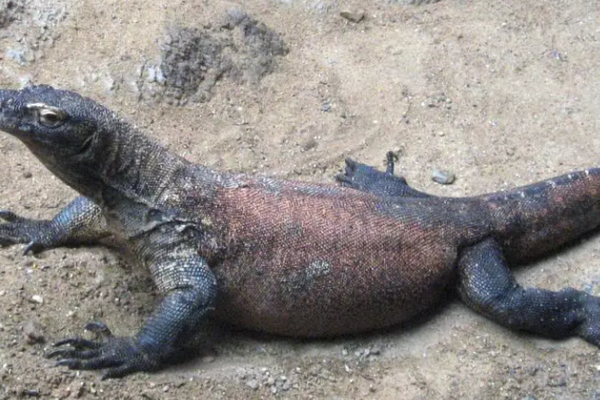 Австралийка обнаружила в своей кровати огромную ящерицу