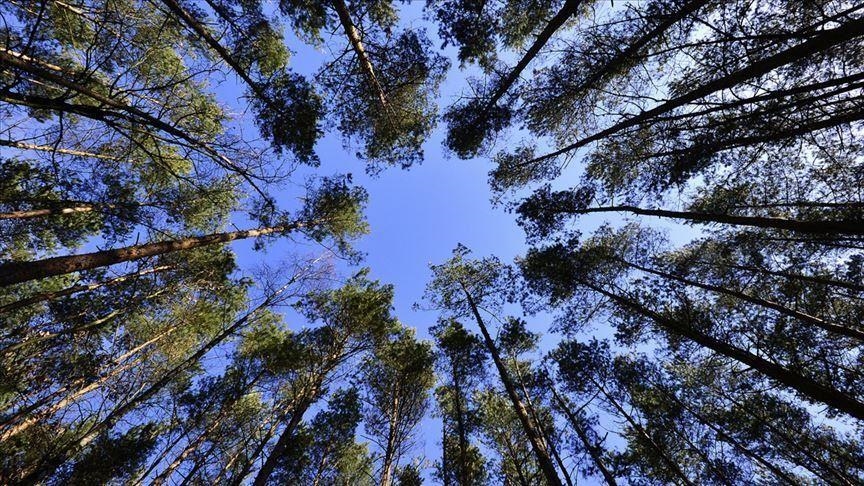 Вице-президент Бразилии предлагает сократить вырубку лесов на 20%