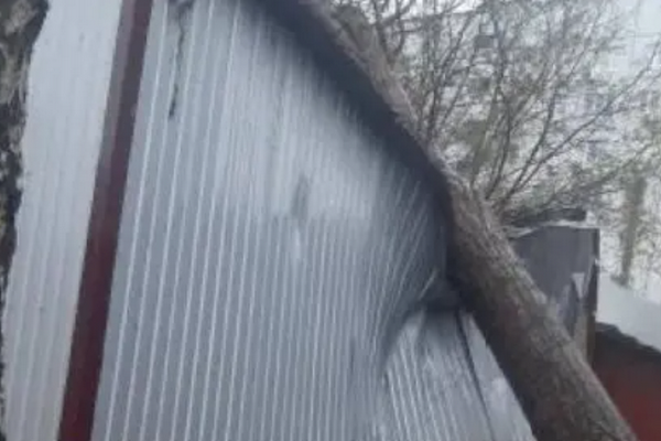 В Харькове дерево рухнуло на магазин