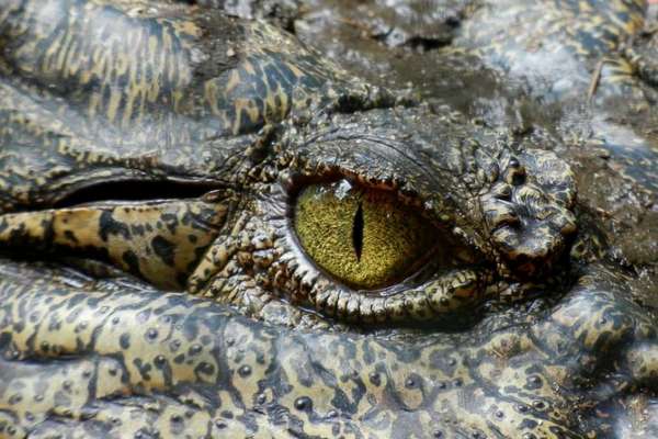Ученые установили, почему крокодилам удалось пережить динозавров