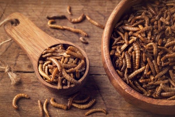 ЕС разрешил употребление сушеных мучных червей в пищу