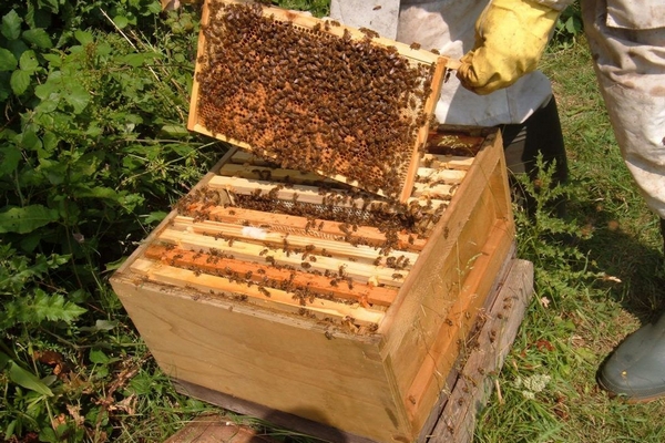 Интернет-магазин для профессиональных пчеловодов Uley