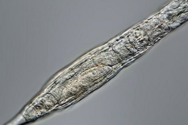 Ученые возродили микроскопическое животное - ему больше 24 тысяч лет: фото