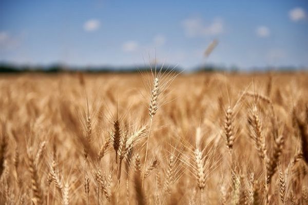На экспортном рынке Украины возобновился интерес к закупкам пшеницы