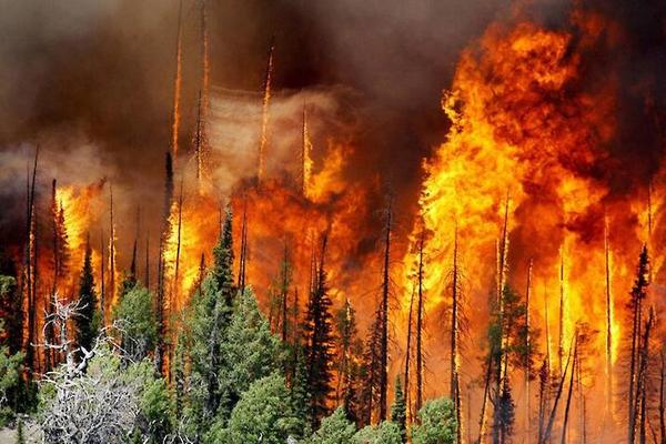В РФ горит почти 820 тысяч га лесов: в восьми регионах режим ЧС