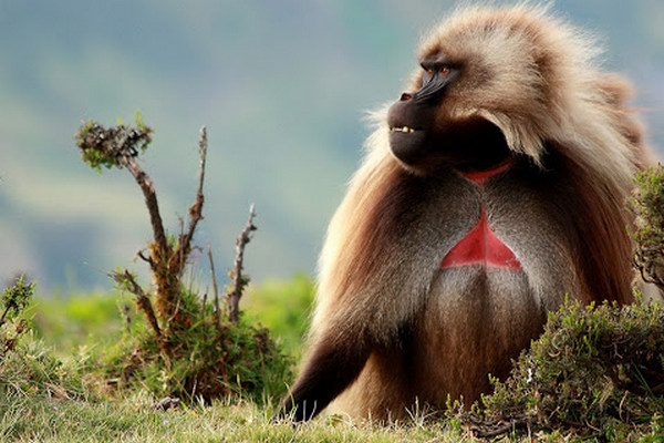 Учёные выяснили, по каким критериям выбирают подруг самцы бабуинов