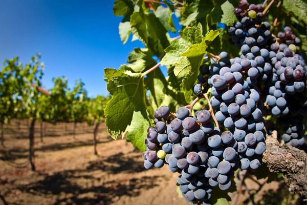 В Украине активно развивается аматорская селекция винограда