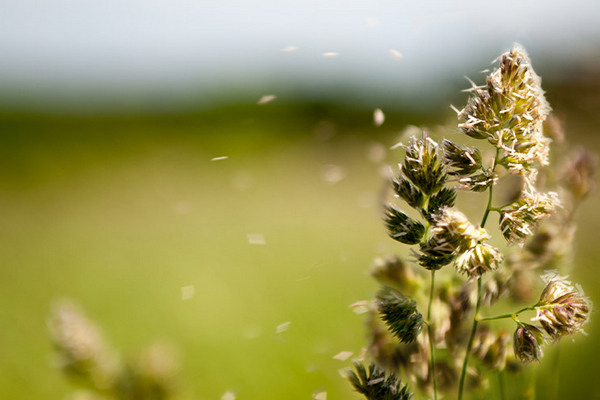 За последние годы увеличилось количество пыльцы в воздухе
