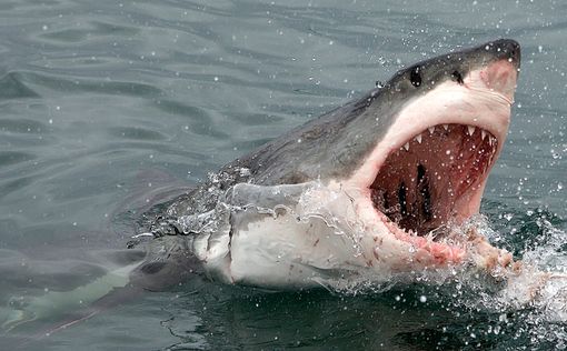Австралия: серфер погиб после нападения акулы