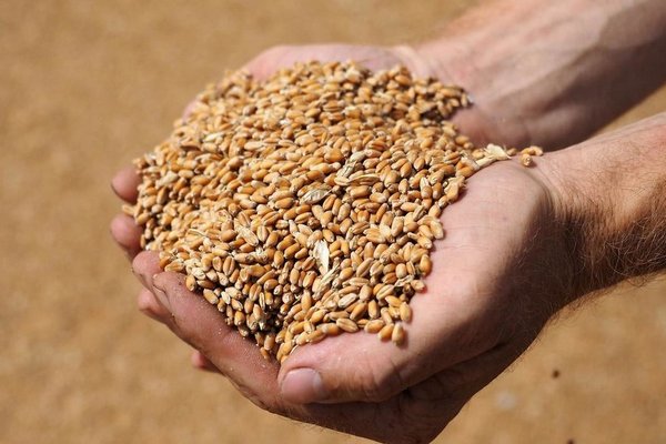 Россия увеличила пошлины на экспорт пшеницы и ячменя