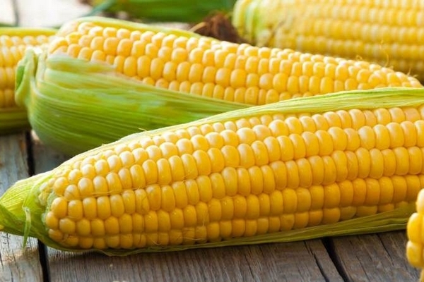 Цены на украинскую кукурузу продолжают расти