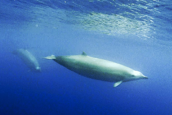 Морские биологи открыли новый вид клюворылых китов