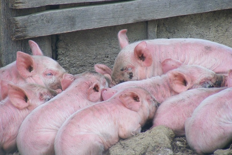 Регистрацию свиней в Украине сделают удобнее