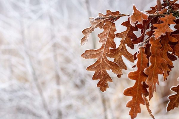 В Украине в январе-феврале ожидаются сильные морозы