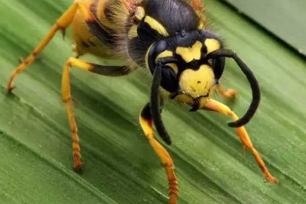 Ученые создали антибиотик на основе яда осы