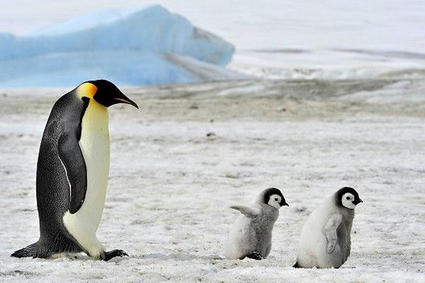 Люди очень сильно бесят пингвинов — ученые