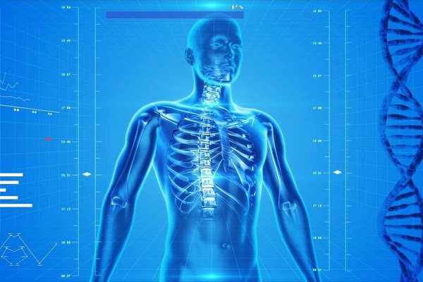 Исследователи открыли новую мышцу в теле человека