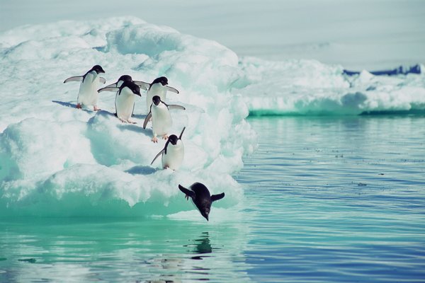 Почему пингвины становятся в очередь, чтобы нырнуть в океан?