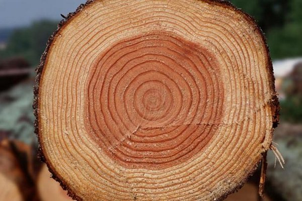 Гостаможня отчиталась об экспорте древесины за 2021 год