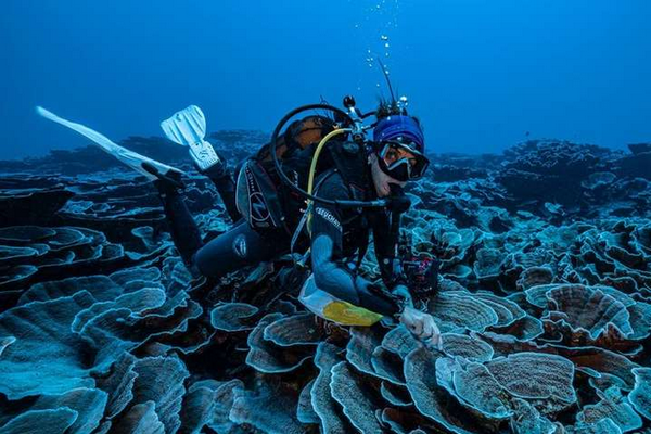 Исследователи открыли новый гигантский коралловый риф