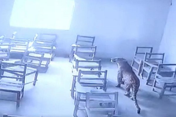 В Индии леопард забрался в школу и ранил ученика (ВИДЕО)